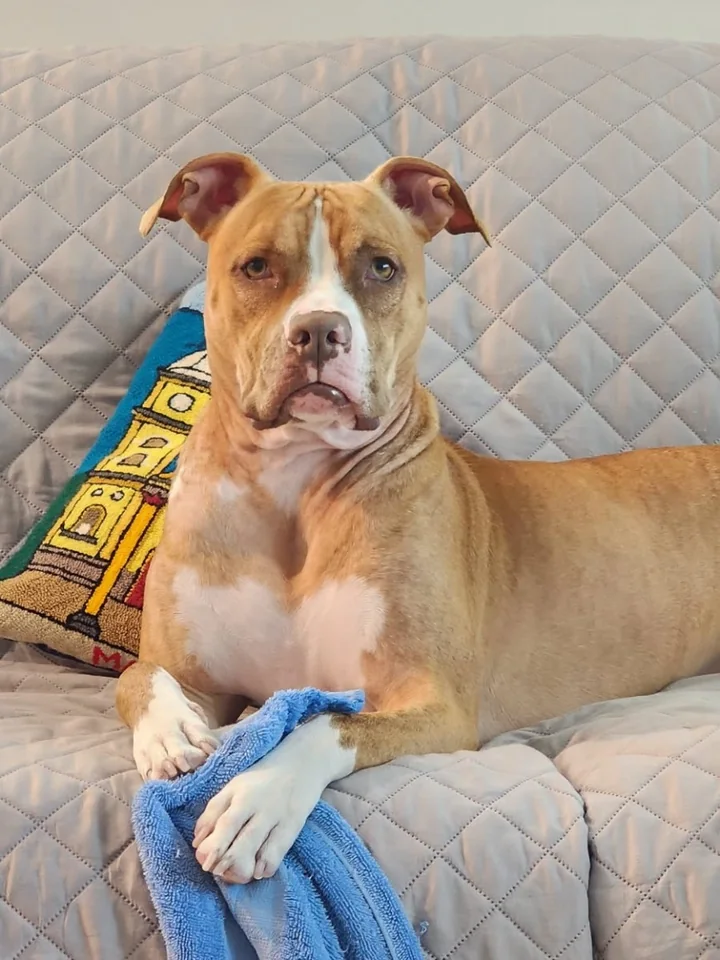 Luna, a tan-and-white rescued dog, resting calmly on a family sofa